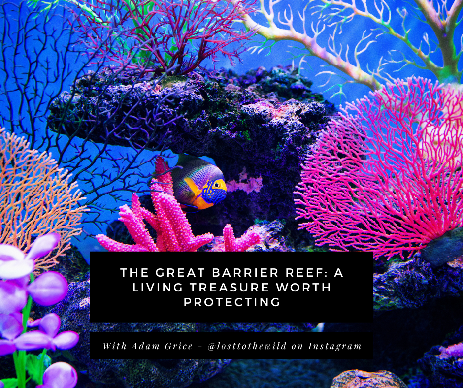 The Great Barrier Reef: A Living Treasure Worth Protecting